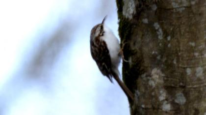 Orman tırmaşıkkuşu