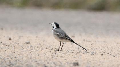 White Wagtail