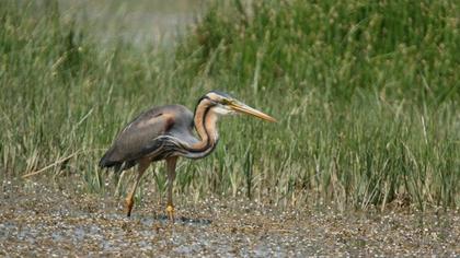 Purple Heron