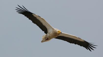 Egyptian Vulture