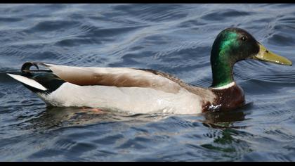 Mallard