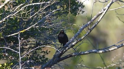 Common Blackbird