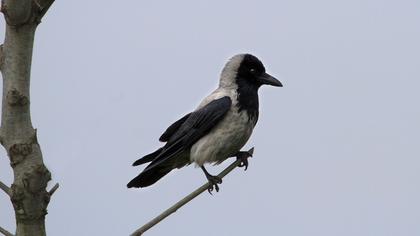Hooded Crow