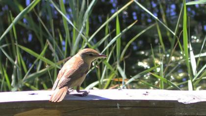 Great Reed Warbler