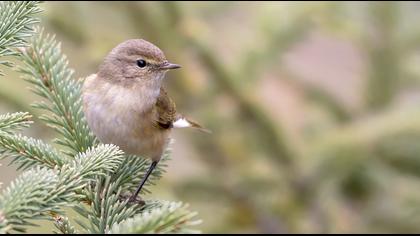Common Chiffchaff