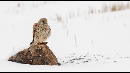 Common Kestrel