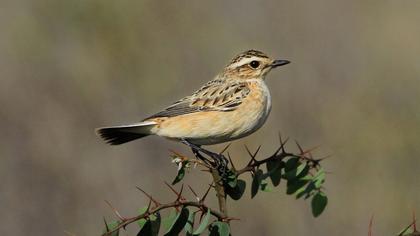 Whinchat