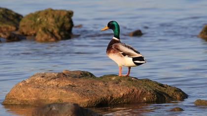 Mallard