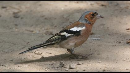 Common Chaffinch