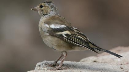 Common Chaffinch