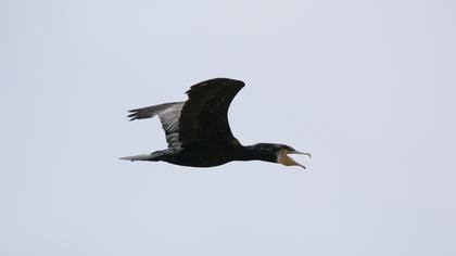 Great Cormorant