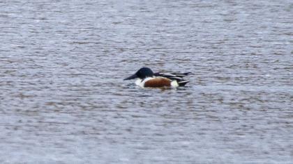 Northern Shoveler