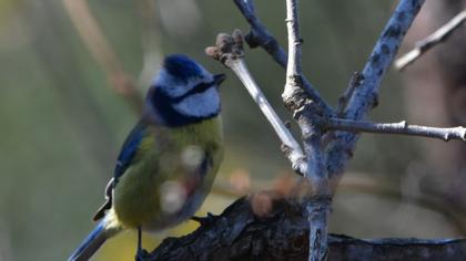 Eurasian Blue Tit