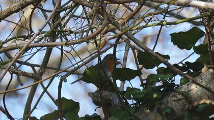 European Robin