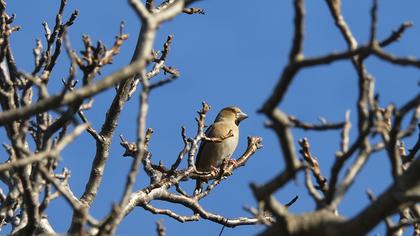 Hawfinch