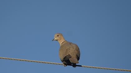 Eurasian Collared Dove