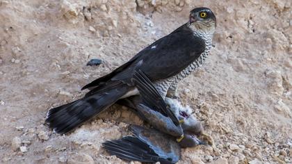 Eurasian Sparrowhawk