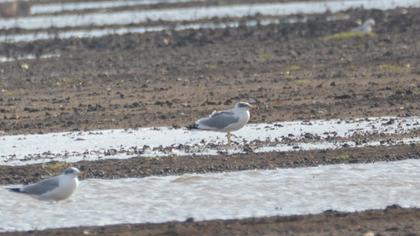 Pallas`s Gull