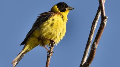 Black-headed Bunting