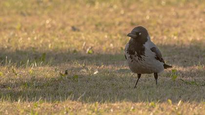Hooded Crow