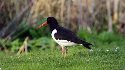 Eurasian Oystercatcher