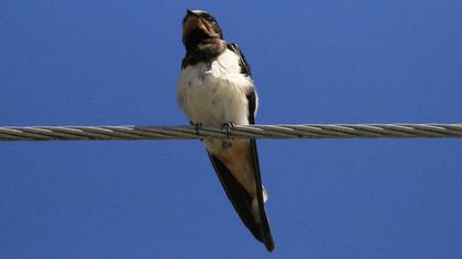 Barn Swallow