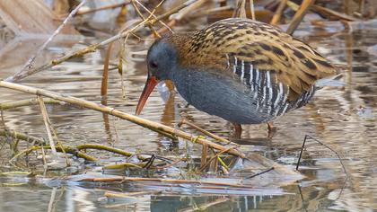 Water Rail