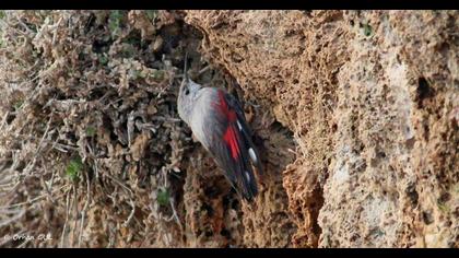 Wallcreeper