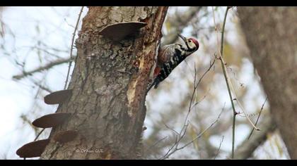 White-backed Woodpecker