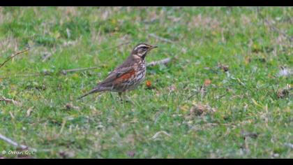 Redwing