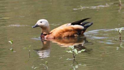 Ruddy Shelduck