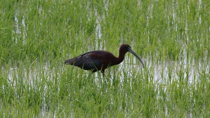 Glossy Ibis