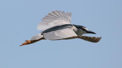 Black-crowned Night Heron