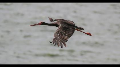 Black Stork