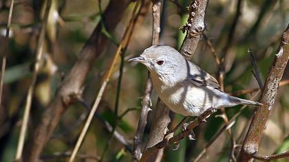 Subalpine Warbler