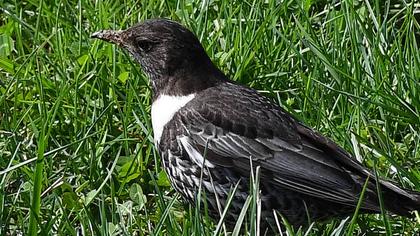 Ring Ouzel