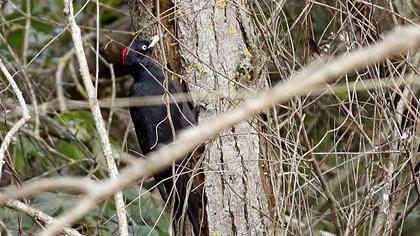 Black Woodpecker