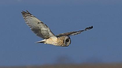 Short-eared Owl