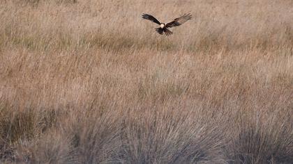 Western Marsh Harrier