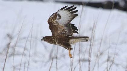 Common Buzzard