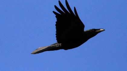 Northern Raven