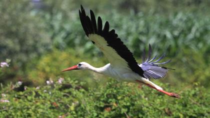 White Stork
