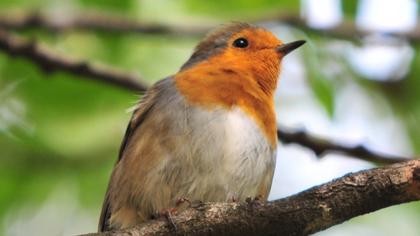 European Robin