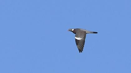 Common Wood Pigeon