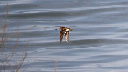 Common Snipe