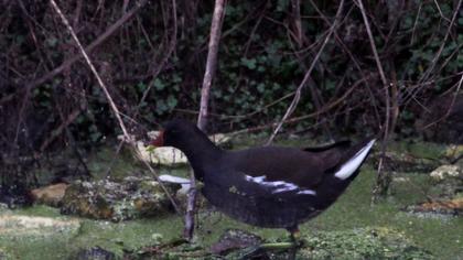 Common Moorhen