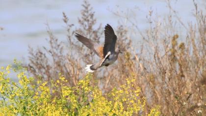 European Turtle Dove