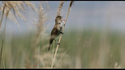 Great Reed Warbler