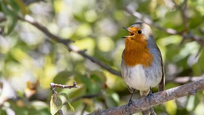 European Robin