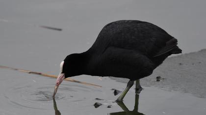 Eurasian Coot